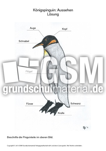 005 königspinguin aussehen beschriften lösung.pdf